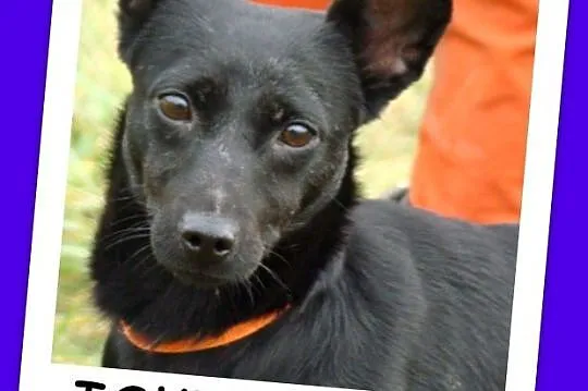 ISKIERKA 2 - to przemiła sunia ,mała,radosna, łagodna_Adopcja_