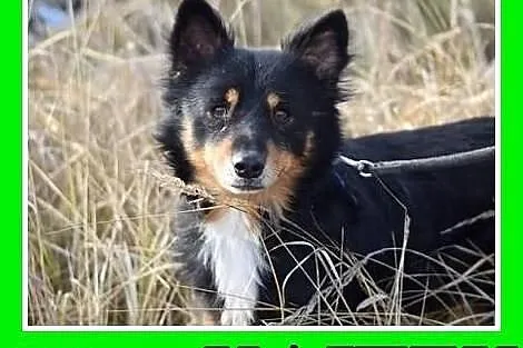 Średni 12 kg, 5 lat, przytulaśny, łagodny piesek KAJTUŚ.Adopcja,  małopolskie Kraków
