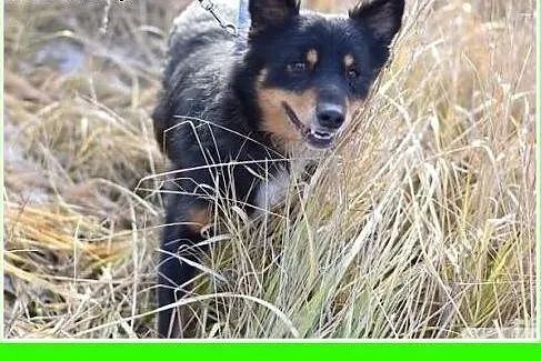 Średni 12 kg, 5 lat, przytulaśny, łagodny piesek K
