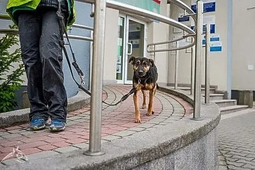 Kruki - rozważny i romantyczny psiak szuka domu :)