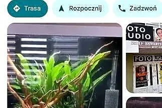 Żółw Grecki Lądowy Olsztyn bezpieczna wysyłka cała Polska, Warmińsko-mazurskie, Olsztyn
