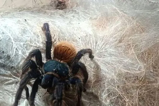Ptaszniki sprzedaż hodowli