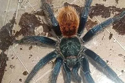 Ptaszniki sprzedaż hodowli, Podkarpackie, Pietrusza Wola