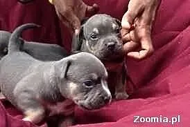 Pitbull piękne szczenięta do przyjęcia