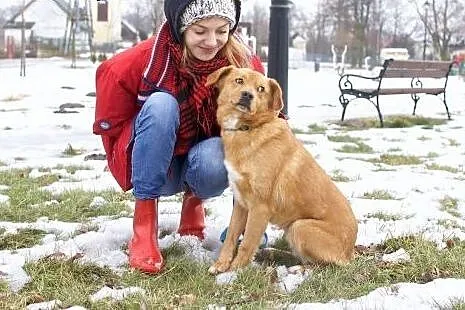 Rudy rudy Rydz, mam na Rydza chrapkę!,  mazowiecki