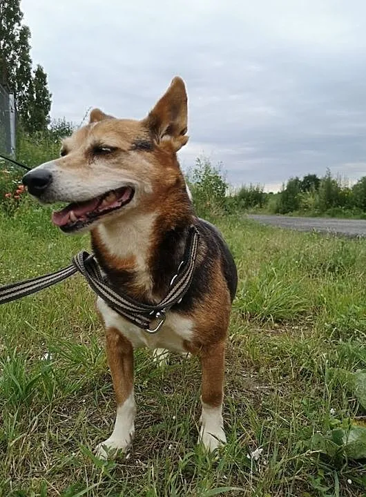 Bezdomna Kulka szuka domu, , Świdnica