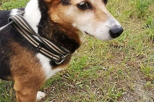 Bezdomna Kulka szuka domu, , Świdnica
