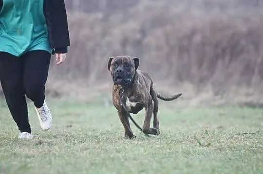 JAMBO CA de BOU czeka na dom