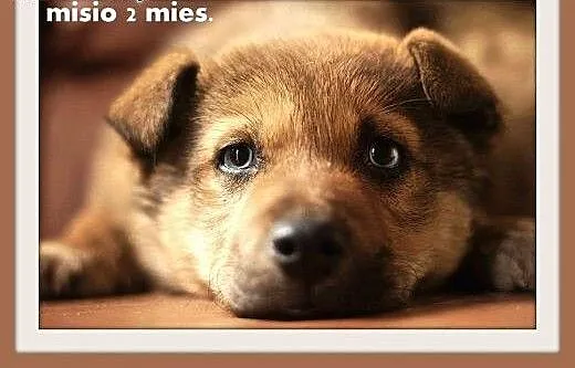 2 mies. szczeniak,piesek duży,szczepiony,MISIO.Ado