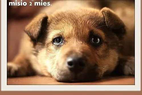 2 mies. szczeniak,piesek duży,szczepiony,MISIO.Adopcja, śląskie Katowice