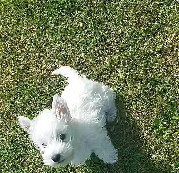 West Highland White Terrier piesek, Lubuskie, Białowice