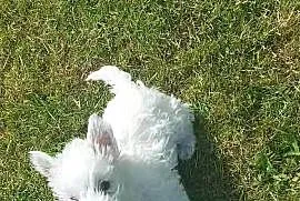 West Highland White Terrier piesek