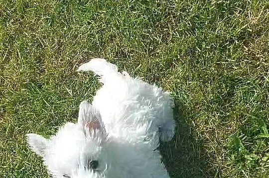 West Highland White Terrier piesek, Lubuskie, Białowice