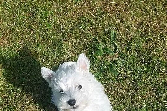West Highland White Terrier piesek, Lubuskie, Białowice