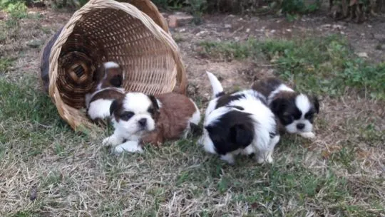 SHIH TZU Trójkolorowy!!! / szczenięta gotowe do nowego domu {{emanuellepatricia71@gmail.com}}, , Sosnówiec