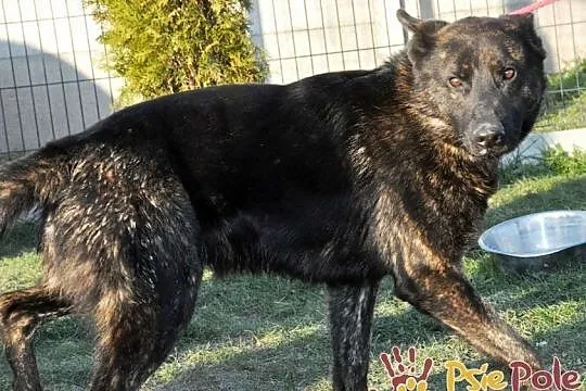 BARRONEK-uroczy, przemiły, kochany owczarek-4 lata, szukamy domu, Małopolskie, Kraków
