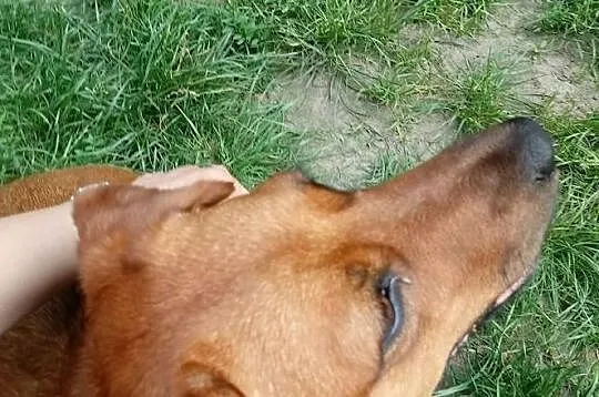 A może ktoś chciałby adoptować cudowną psinkę, słodką, małą, rudą Tinkę ?, Mazowieckie, Warszawa