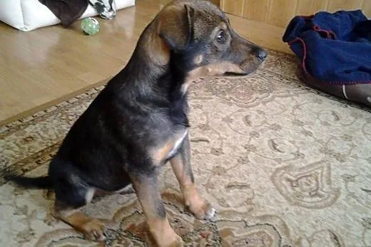 Ok. 4mies. uroczy Krecik szuka dobrego domu ! ,  m