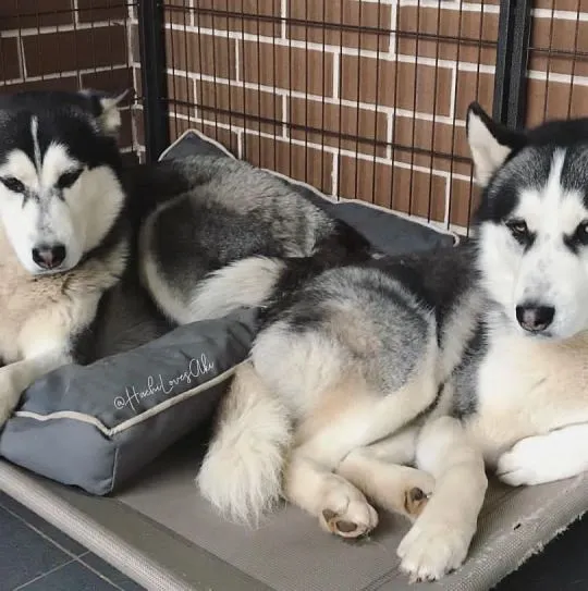 Urocze szczenięta rasy husky syberyjski są już gotowe na nowe domy.