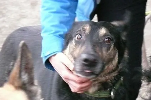 Trzy łapy i wielkie serducho - Ares do adopcji!,  