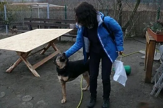 Trzy łapy i wielkie serducho - Ares do adopcji!,  