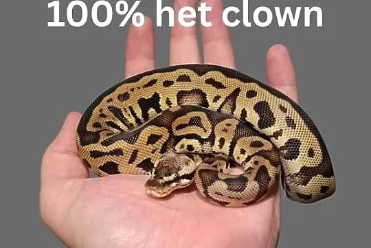 Pyton Królewski Pastel Leopard Het Clown