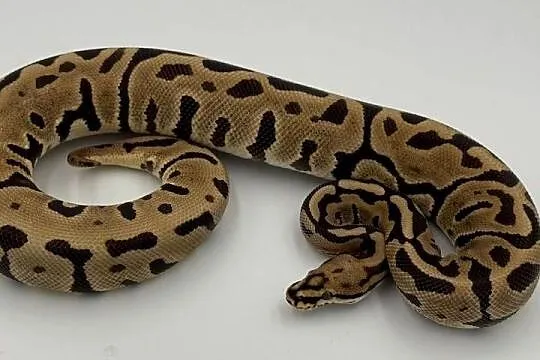 Fire spotnose Leopard 66%het clown samica Pyton królewski/regius wąż gad