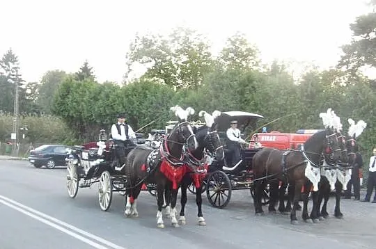Sprzedam pare slazakow