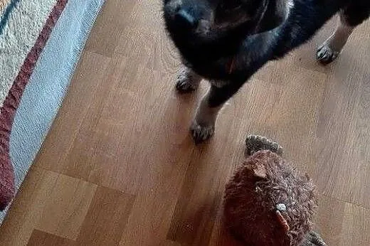 Ari- charakterna iskierka do pokochania ,  mazowie