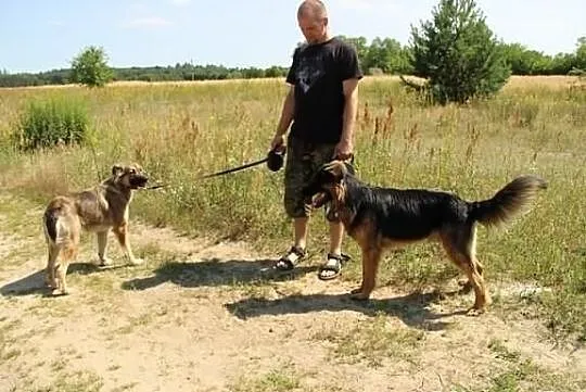 Przebojowy Norton w typie ON szuka domku
