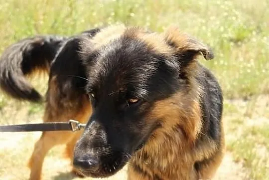 Przebojowy Norton w typie ON szuka domku