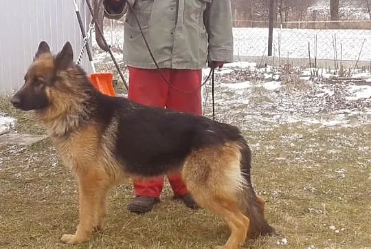 Owczarek niemiecki młoda suka rodowód długowłosa