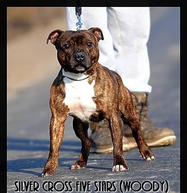 Reproduktor staffordshire bull terrier, staffik, s