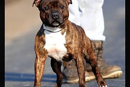 Reproduktor staffordshire bull terrier, staffik, s