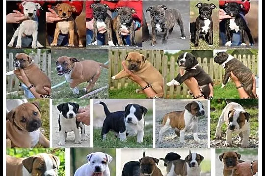 Reproduktor staffordshire bull terrier, staffik, s
