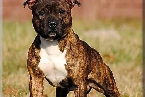 Reproduktor staffordshire bull terrier, staffik, s