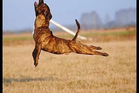 Reproduktor staffordshire bull terrier, staffik, s