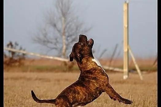 Reproduktor staffordshire bull terrier, staffik, s