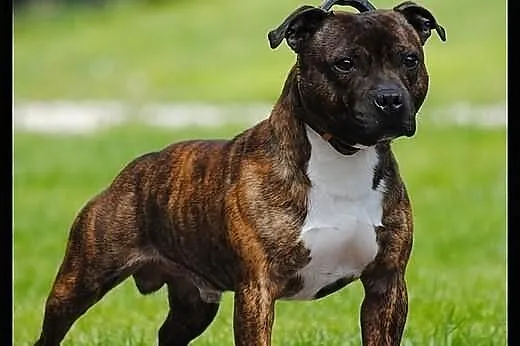 Reproduktor staffordshire bull terrier, staffik, s