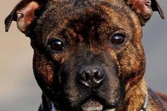 Reproduktor staffordshire bull terrier, staffik, s