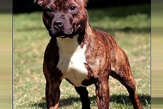 Reproduktor staffordshire bull terrier, staffik, s