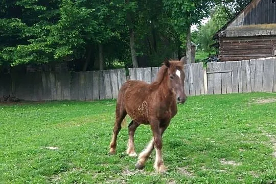 Sprzedam ogiera zimnokrwistego, Lubelskie, Podborcze