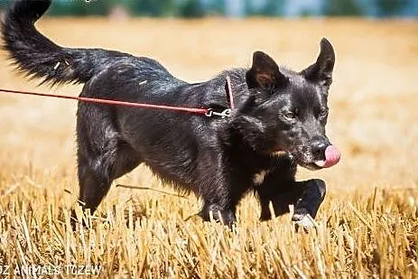 OTOZ Animals - Leon - zawodowiec... w miłości do c