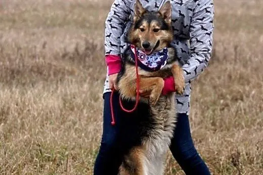 Młody, wesoły Riko, pozytywny pies szuka pozytywne