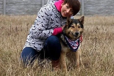 Młody, wesoły Riko, pozytywny pies szuka pozytywne