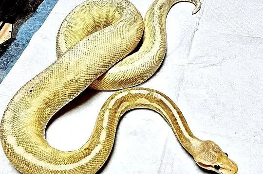 Pyton Królewski (Python Regius) Banana Pewter Samica, Śląskie, Zabrze