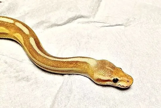Pyton Królewski (Python Regius) Banana Pewter Samica, Śląskie, Zabrze