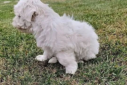 Piękne maltańczyki pieski, Lubelskie, Opole Lubelskie