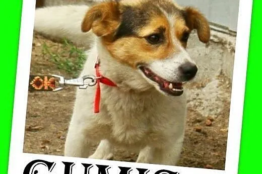 9kg,mały,wesoły,przyjazny,towarzyski piesek GUMIŚ.Adopcja,  dolnośląskie Wrocław
