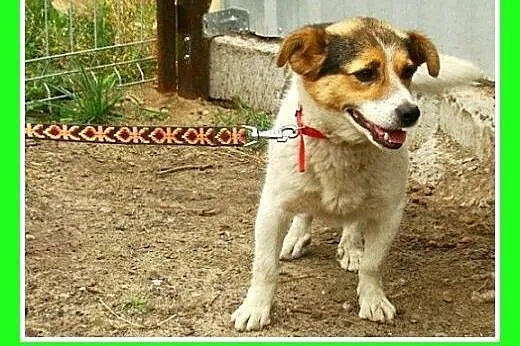 9kg,mały,wesoły,przyjazny,towarzyski piesek GUMIŚ.